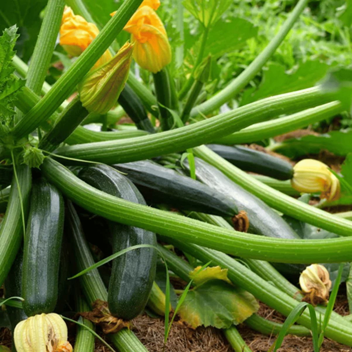     			PARTHVA SEEDS Zucchini Vegetable ( 10 Seeds )