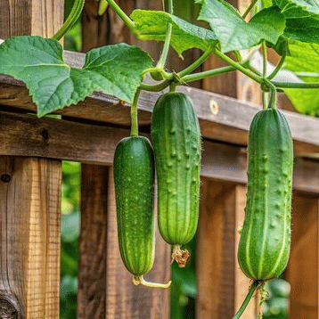 Jignisha Seeds Green Cucumber Vegetable ( 50 Seeds )