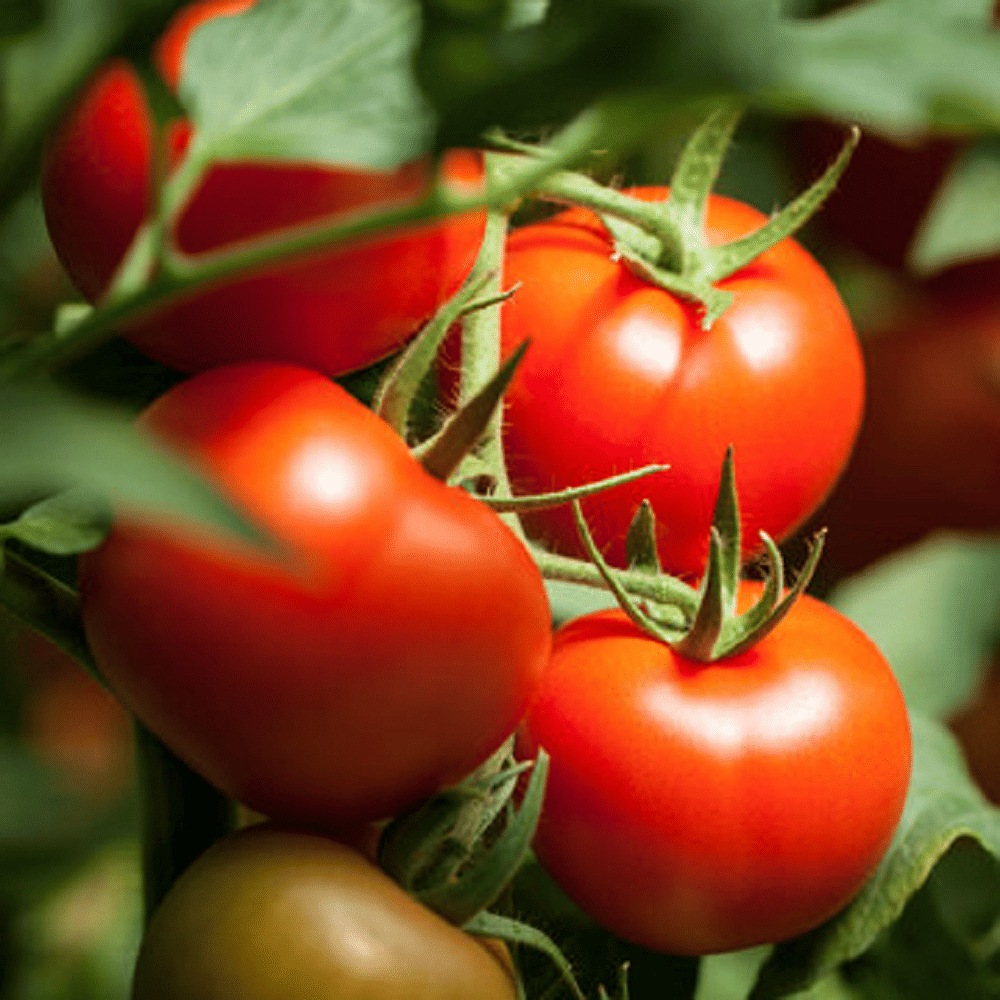 Jignisha Seeds Hybrid Tomato Vegetable ( 250 Seeds ) Jignisha Seeds Hybrid Tomato Vegetable ( 250 Seeds )