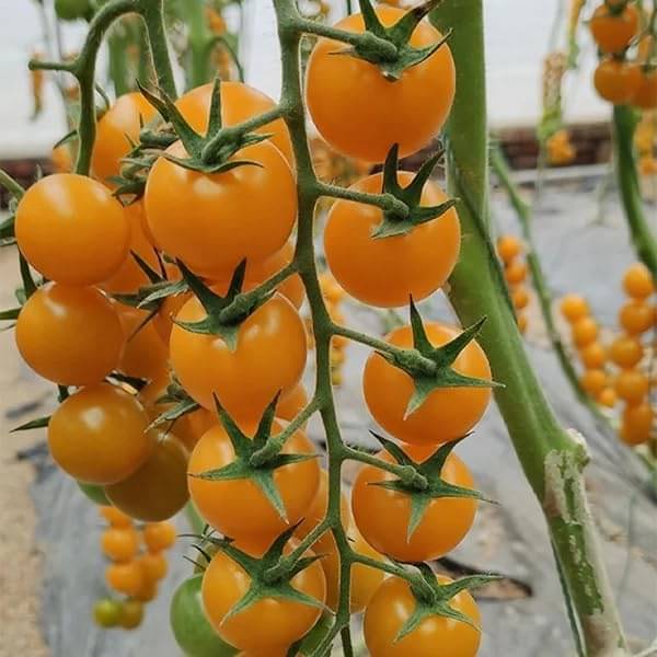 Jignisha Seeds Hybrid Tomato Vegetable ( 50 Seeds ) Jignisha Seeds Hybrid Tomato Vegetable ( 50 Seeds )