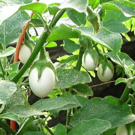     			Jignisha Seeds Hybrid White Brinjal Vegetable ( 50 Seeds )