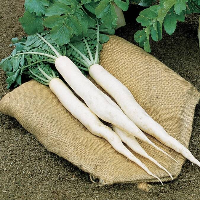 Hybrid White Radish Vegetable ( 500 Seeds ) Hybrid White Radish Vegetable ( 500 Seeds )