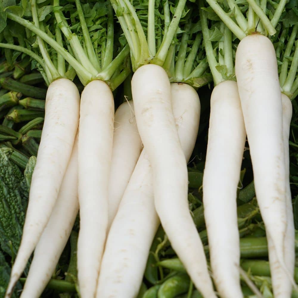 Hybrid White Radish Vegetable ( 500 Seeds )