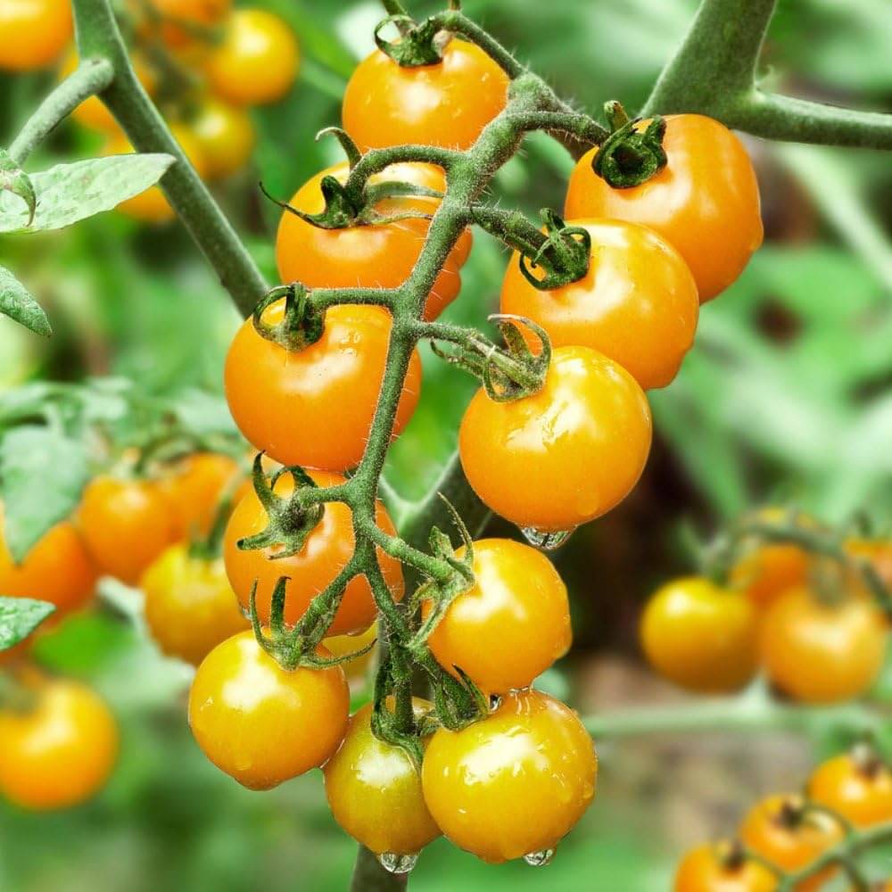 Jignisha Seeds Hybrid Yellow Cherry Tomato Vegetable ( 50 Seeds ) Jignisha Seeds Hybrid Yellow Cherry Tomato Vegetable ( 50 Seeds )