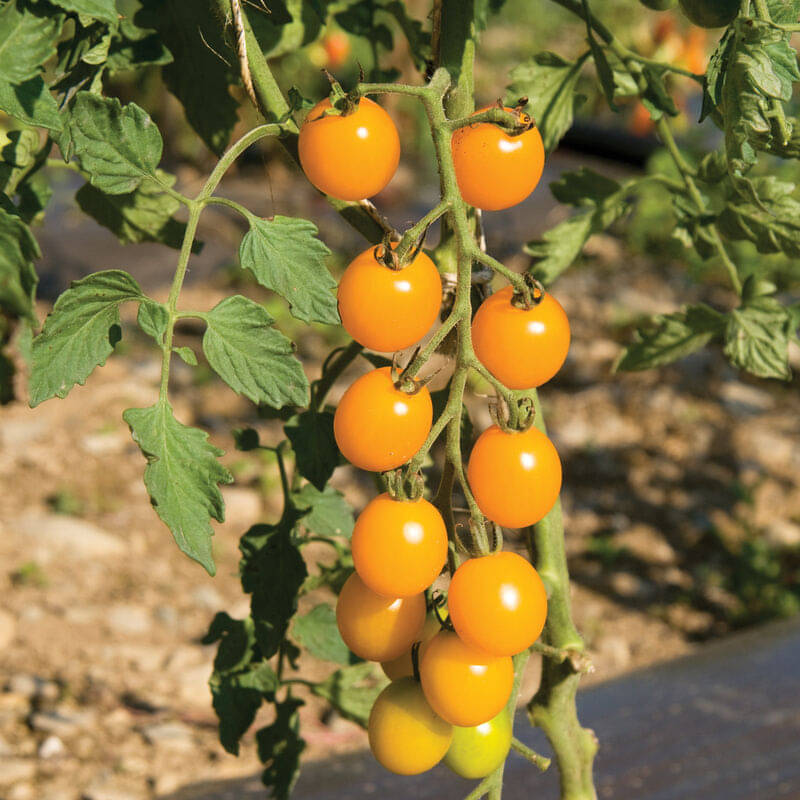 Hybrid Yellow Cherry Tomato Vegetable ( 50 Seeds ) Hybrid Yellow Cherry Tomato Vegetable ( 50 Seeds )