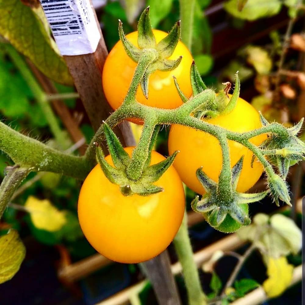 Jignisha Seeds Organic Tomato Vegetable ( 50 Seeds )     			Jignisha Seeds Organic Tomato Vegetable ( 50 Seeds )