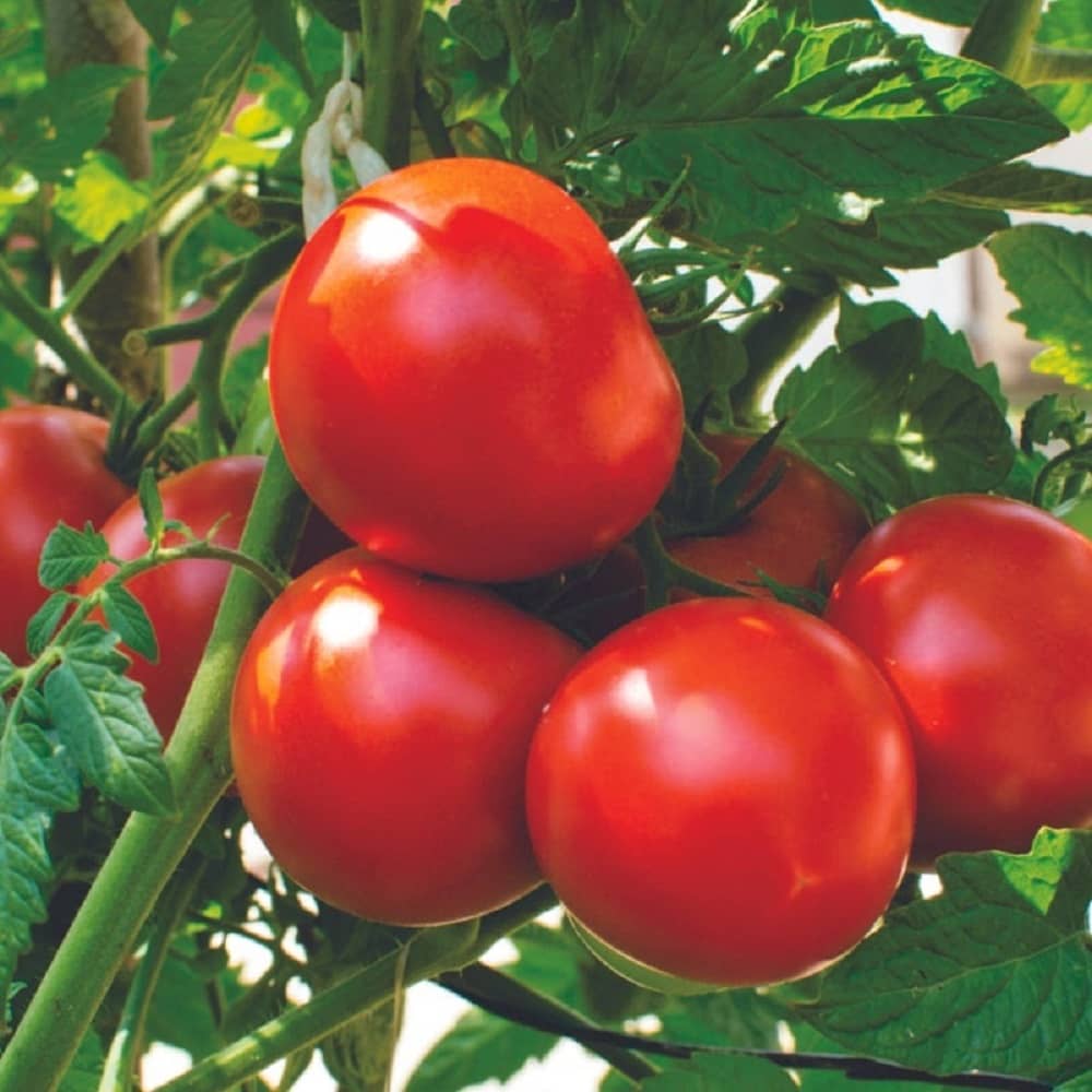 Tomato Vegetable ( 100 Seeds )