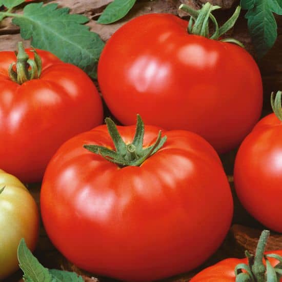 Red Tomato (Tamatar ke beej) Vegetable Seeds Pack Of 250 | Organic | for Planting in Home Kitchen Terrace Balcony Gardening