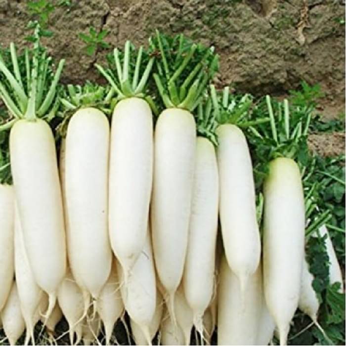 Jignisha Seeds White Radish Vegetable ( 500 Seeds ) Jignisha Seeds White Radish Vegetable ( 500 Seeds )