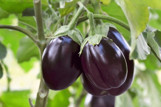 LiveNature Black Round Brinjal/Baigan/Eggplant Vegetable Plant Seeds | Best for Home Garden & Terrace – Pack of 100 Seeds     			LiveNature Black Round Brinjal/Baigan/Eggplant Vegetable Plant Seeds | Best for Home Garden & Terrace – Pack of 100 Seeds