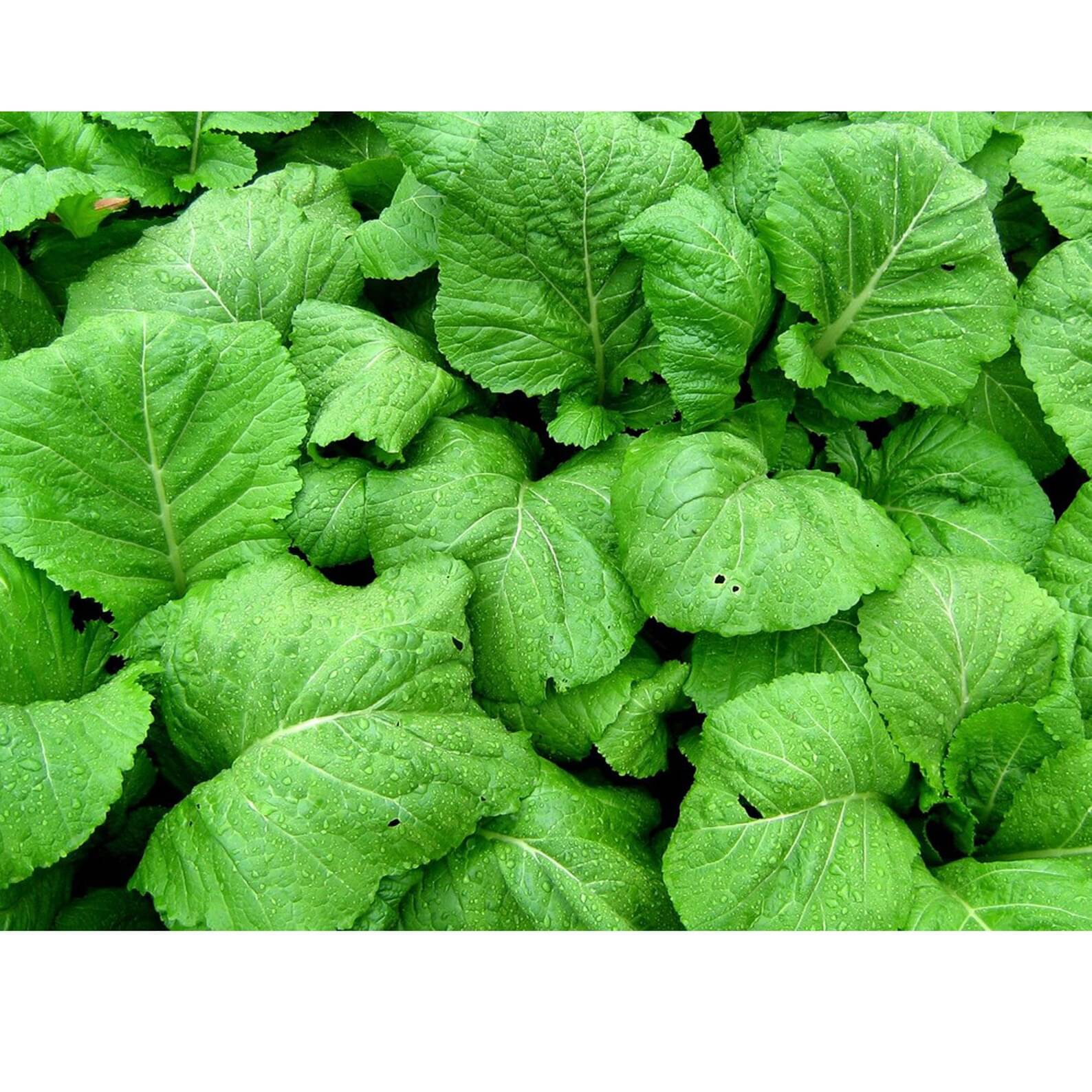     			Mustard 100 Premium Vegetable Seeds