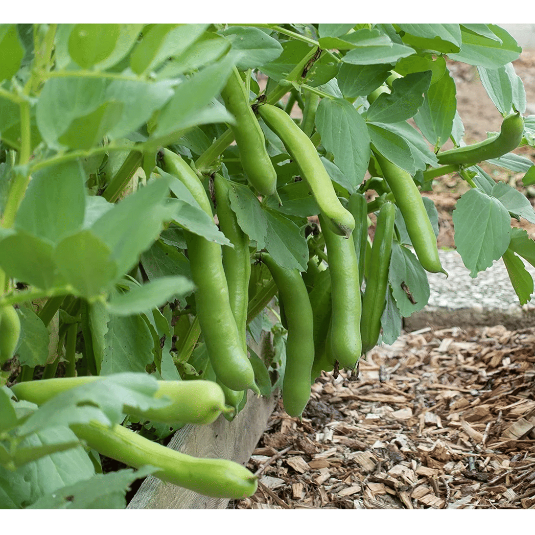     			PARTHVA SEEDS Beans Vegetable ( 10 Seeds )