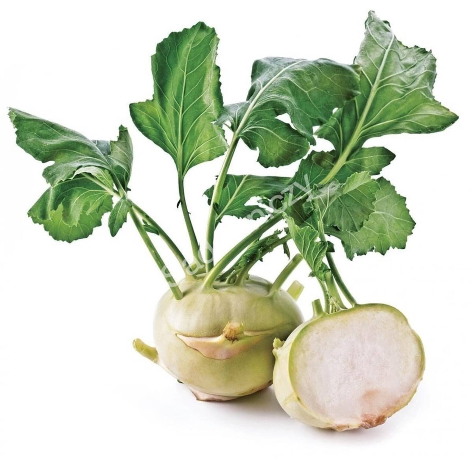 Kohlrabi (Knol Khol) 60 Premium Vegetable Seeds Kohlrabi (Knol Khol) 60 Premium Vegetable Seeds
