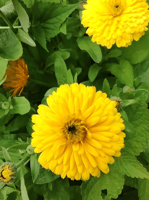     			Vedhahi Calendula Flower ( 100 Seeds )