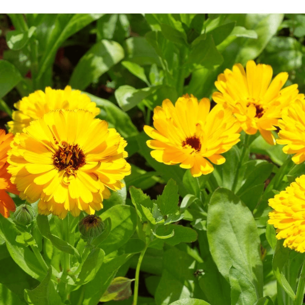     			Vedhahi Calendula Flower ( 20 Seeds )