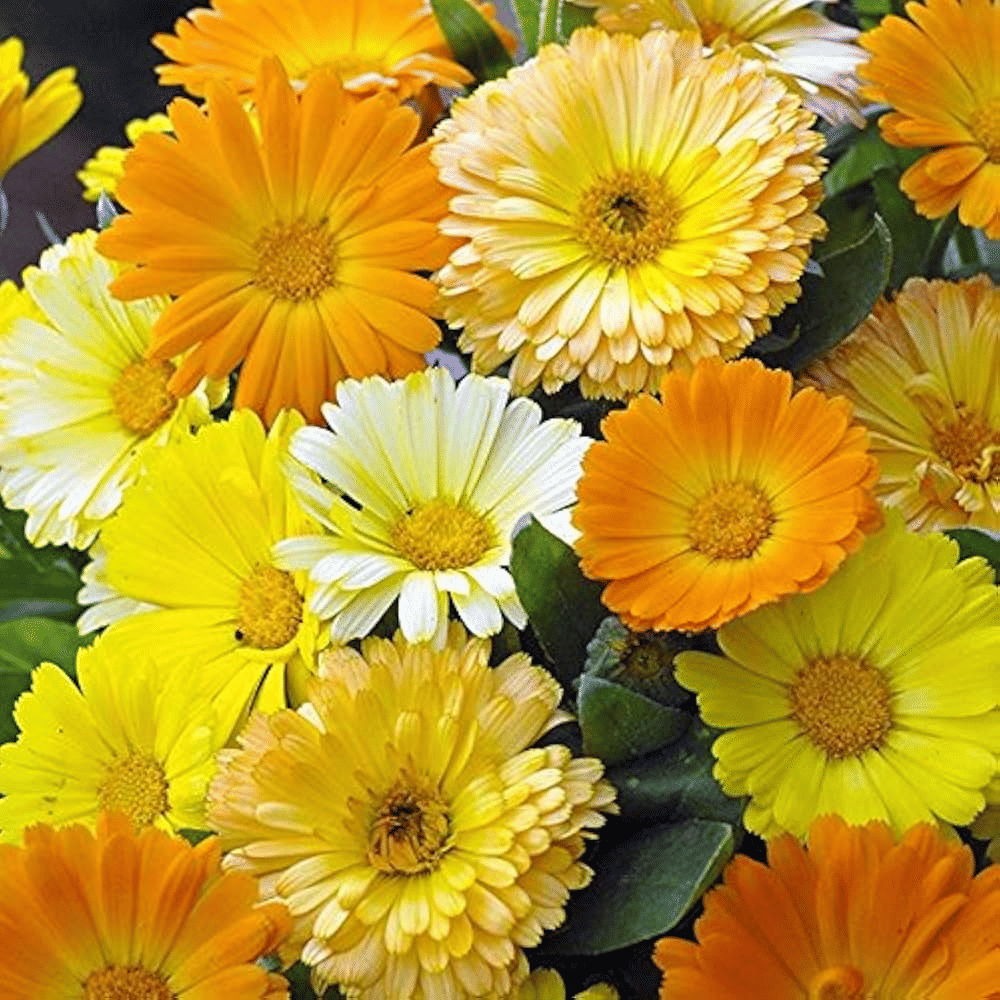     			Vedhahi Calendula Flower ( 20 Seeds )