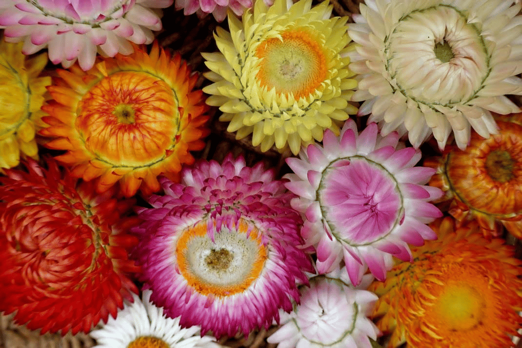     			Vedhahi Helichrysum Flower ( 10 Seeds )