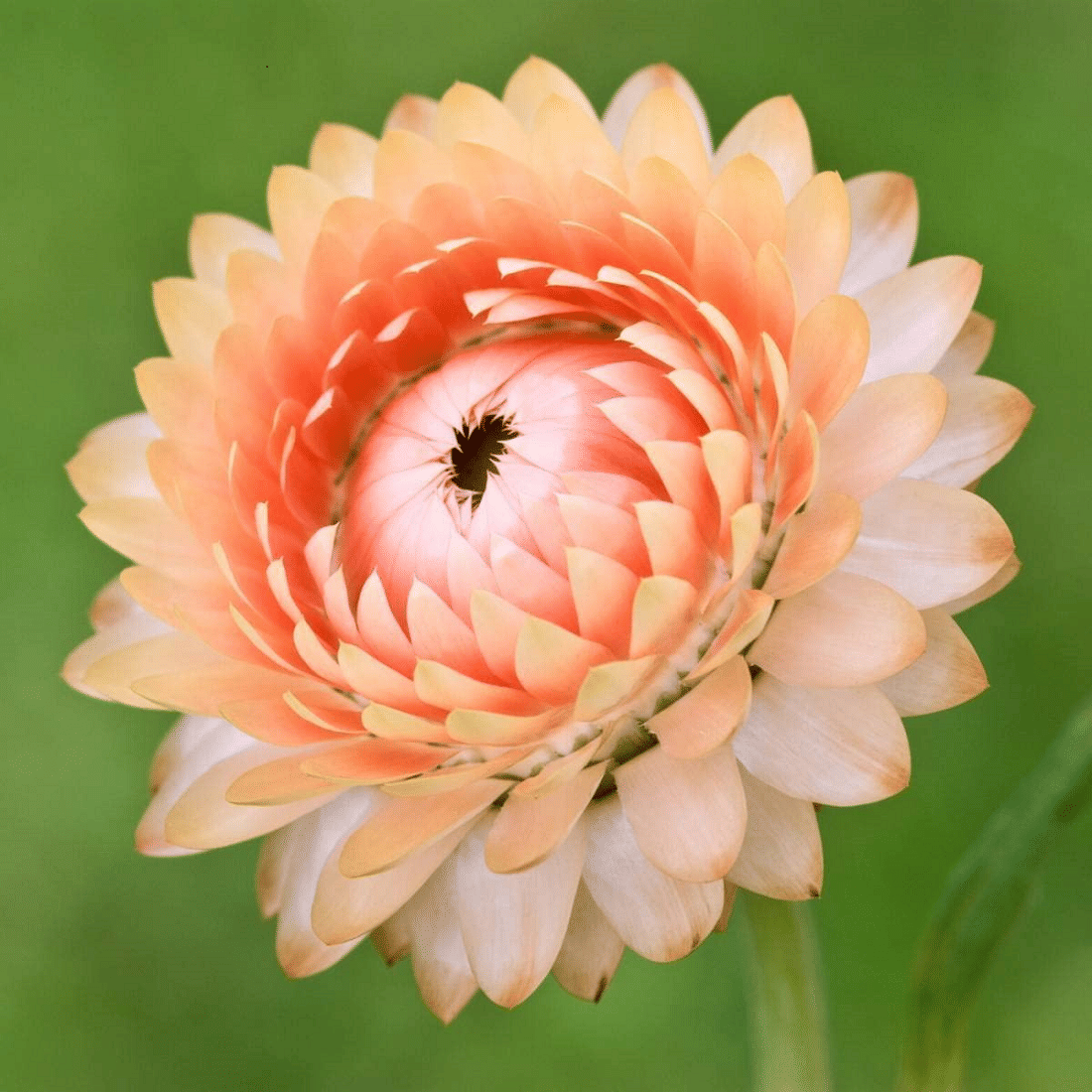     			Vedhahi Helichrysum Flower ( 20 Seeds )