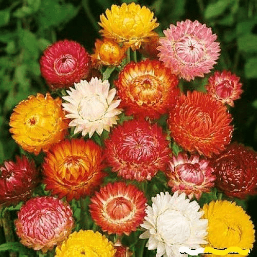     			Vedhahi Helichrysum Flower ( 25 Seeds )