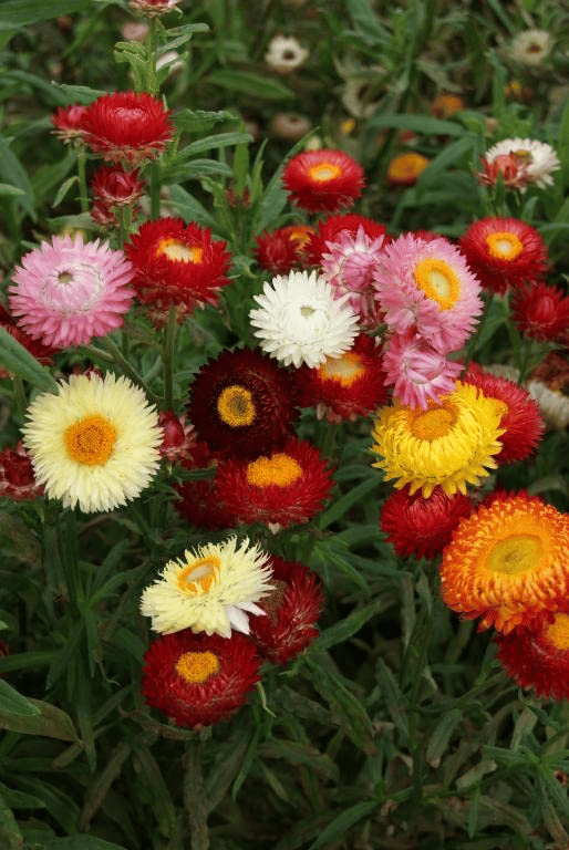     			Vedhahi Helichrysum Flower ( 40 Seeds )