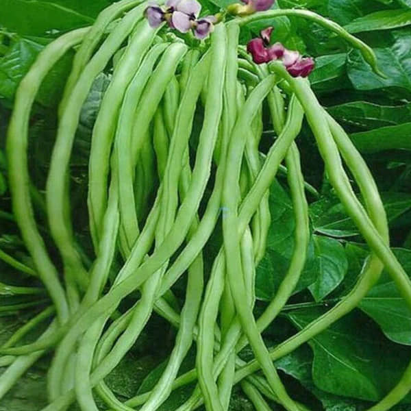 LiveNature Cowpea/Lobia Seeds | Long Yard Bean Vegetable Plant Seeds | Best for Home Garden & Terrace – Pack of 100 Seeds