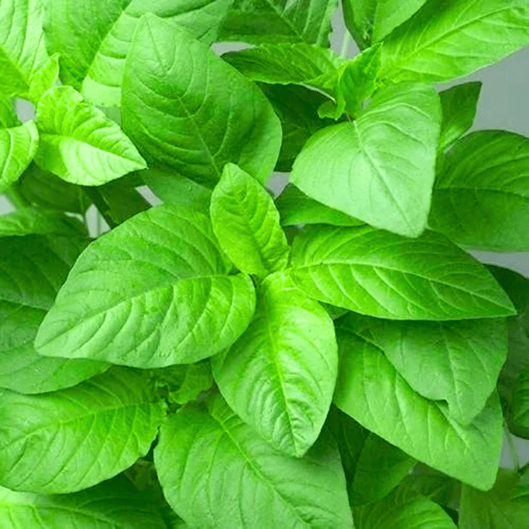    			Green Amaranthus 200 Premium Vegetable Seeds