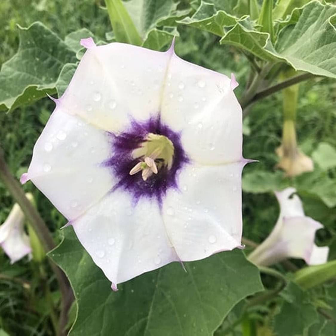     			Mahadeva Pooja Special 100 Premium Datura Seeds