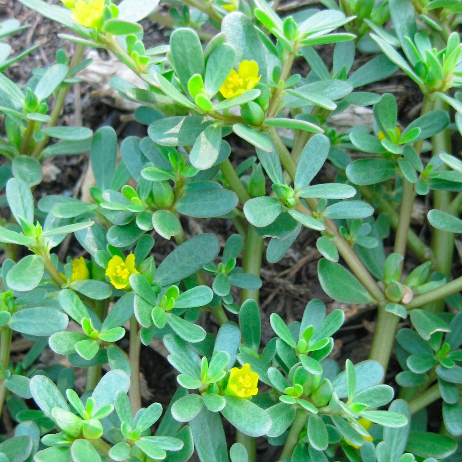     			Purslane ( Kulfa Saag) 200 Premium Vegetable Seeds