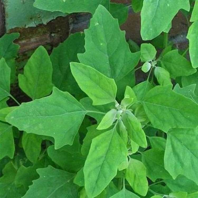     			Bathua 500 Organic Vegetable Seeds