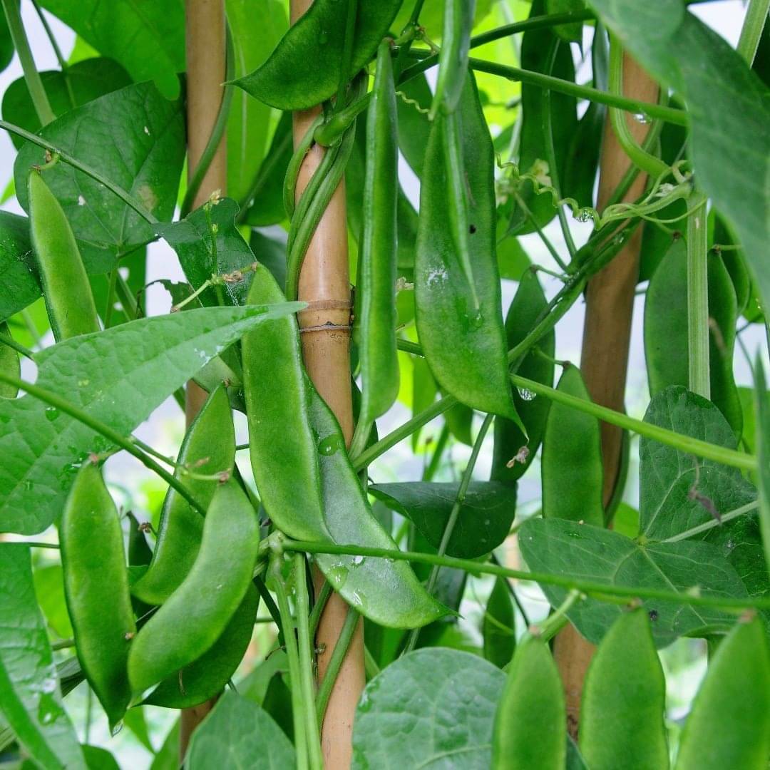     			LiveNature Sem Phali Vegetable ( 100 Seeds )