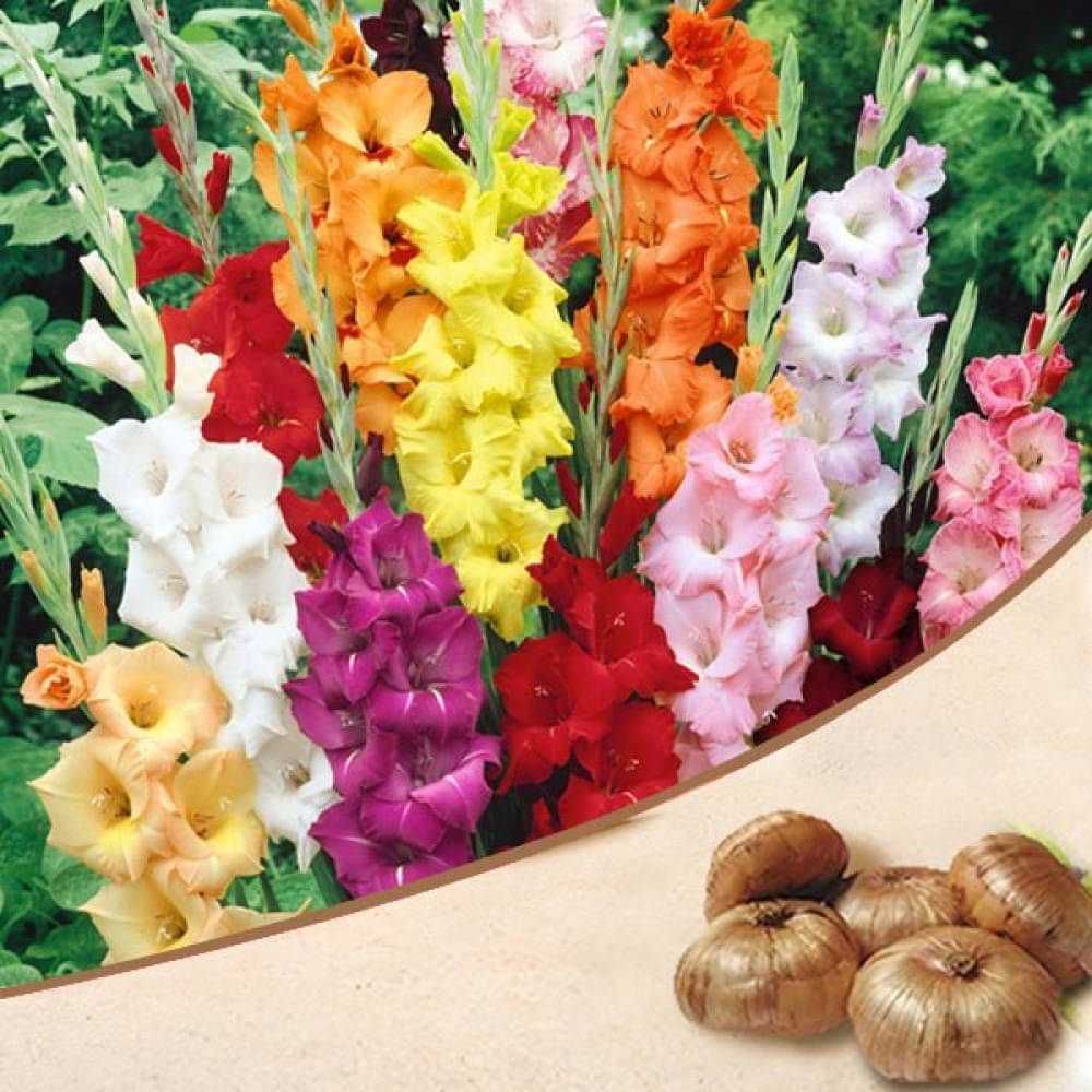 afflorance Gladiolus Mixed Flower ( 5 Seeds ) afflorance Gladiolus Mixed Flower ( 5 Seeds )