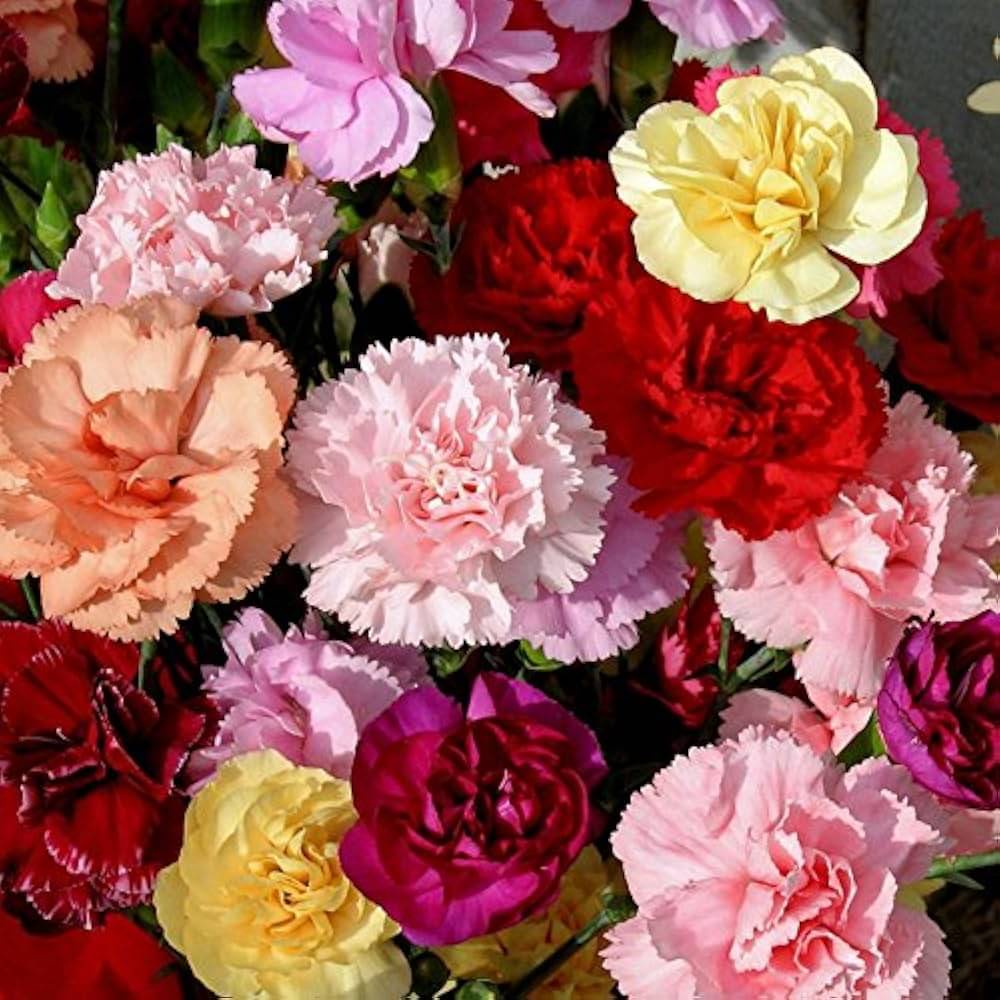     			Jignisha Seeds Carnation Mixed Flower ( 30 Seeds )