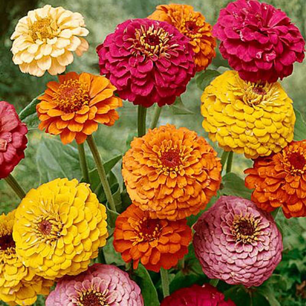 Jignisha Seeds Dahlia Flower ( 20 Seeds ) Jignisha Seeds Dahlia Flower ( 20 Seeds )