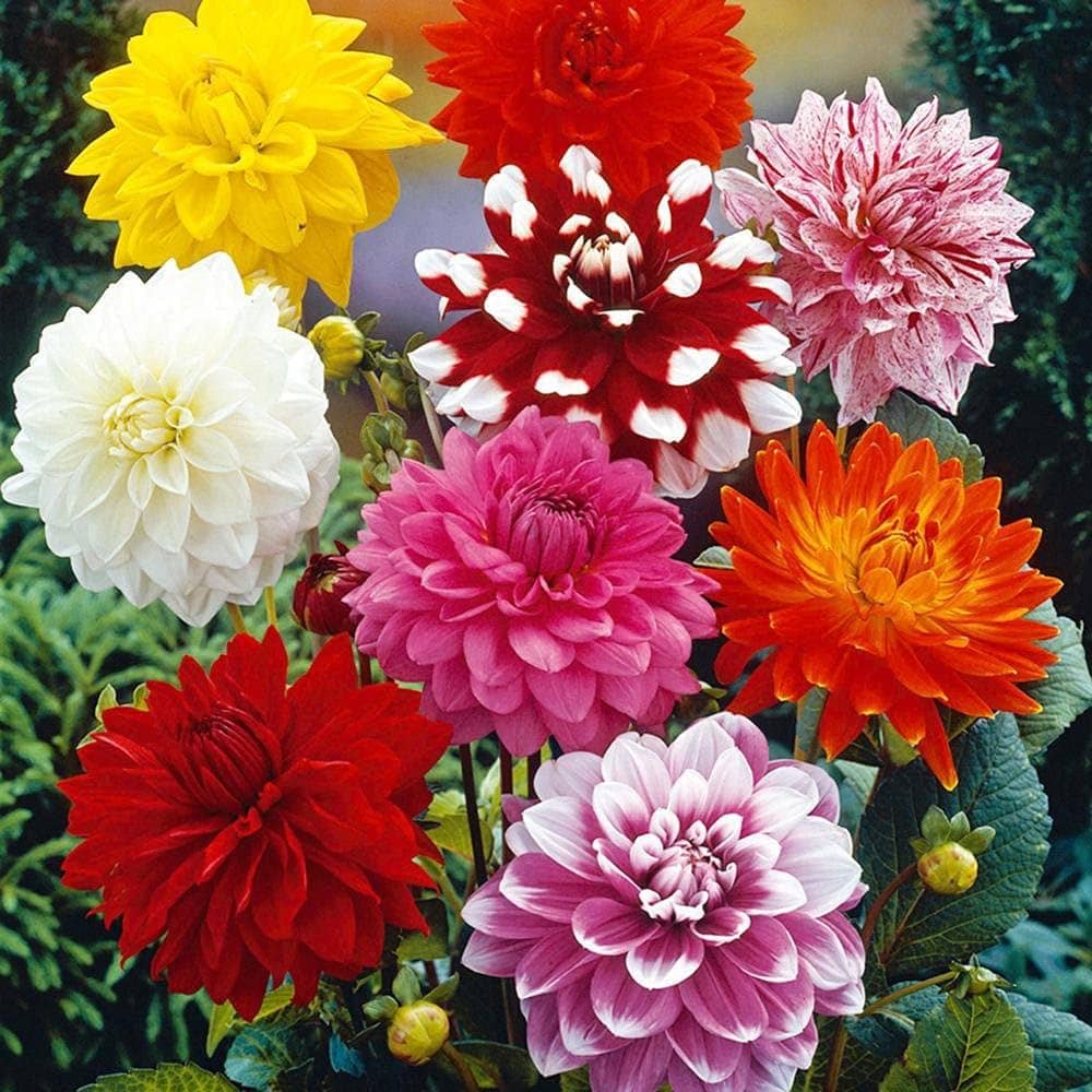 Jignisha Seeds Dahlia Flower ( 20 Seeds )