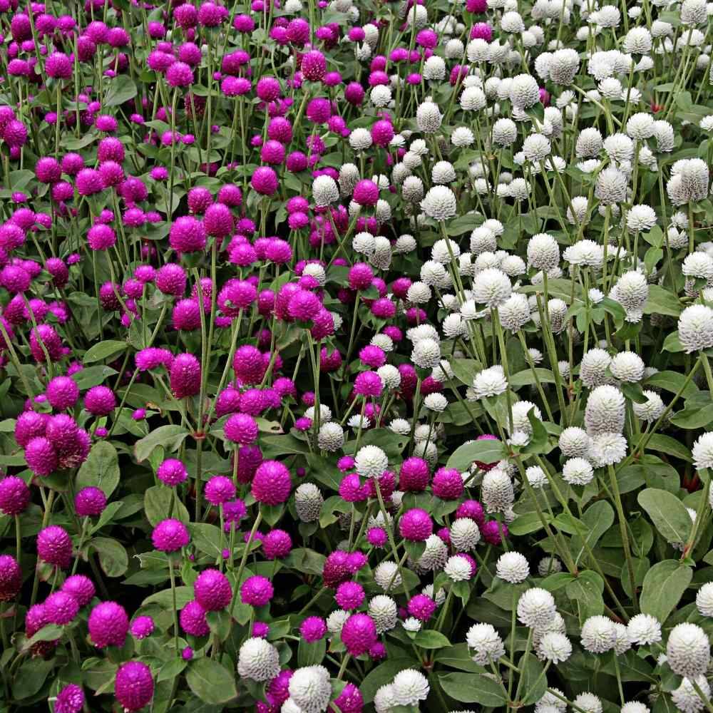     			Jignisha Seeds Gomphrena Purple Flower ( 30 Seeds )