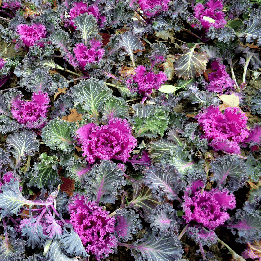 Jignisha Seeds Ornamental Kale Flower Flower ( 30 Seeds ) Jignisha Seeds Ornamental Kale Flower Flower ( 30 Seeds )