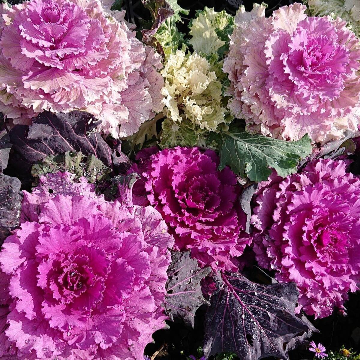 Jignisha Seeds Ornamental Kale Flower Flower ( 30 Seeds ) Jignisha Seeds Ornamental Kale Flower Flower ( 30 Seeds )