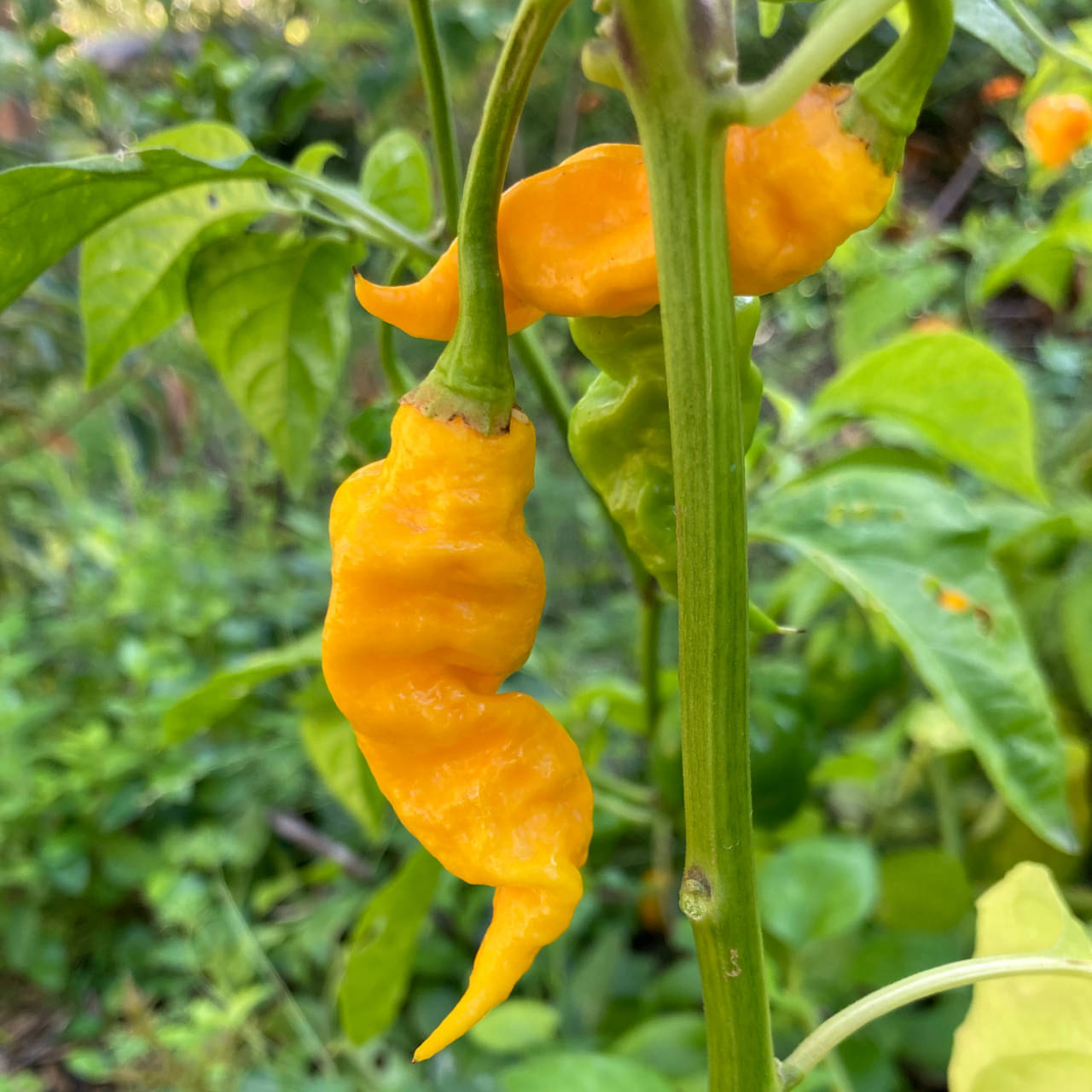     			Jignisha Seeds Hybrid Bhut Jolokia Chilli Vegetable ( 30 Seeds )