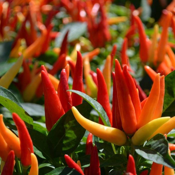     			Jignisha Seeds Hybrid Ornamental Chilli Vegetable ( 50 Seeds )