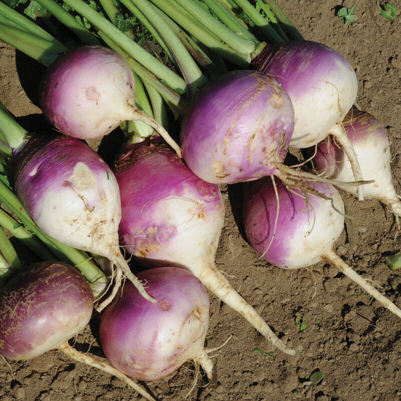 Jignisha Seeds Hybrid Shalgam Vegetable ( 50 Seeds ) Jignisha Seeds Hybrid Shalgam Vegetable ( 50 Seeds )