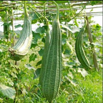 Jignisha Seeds Hybrid Turai Vegetable ( 30 Seeds ) Jignisha Seeds Hybrid Turai Vegetable ( 30 Seeds )