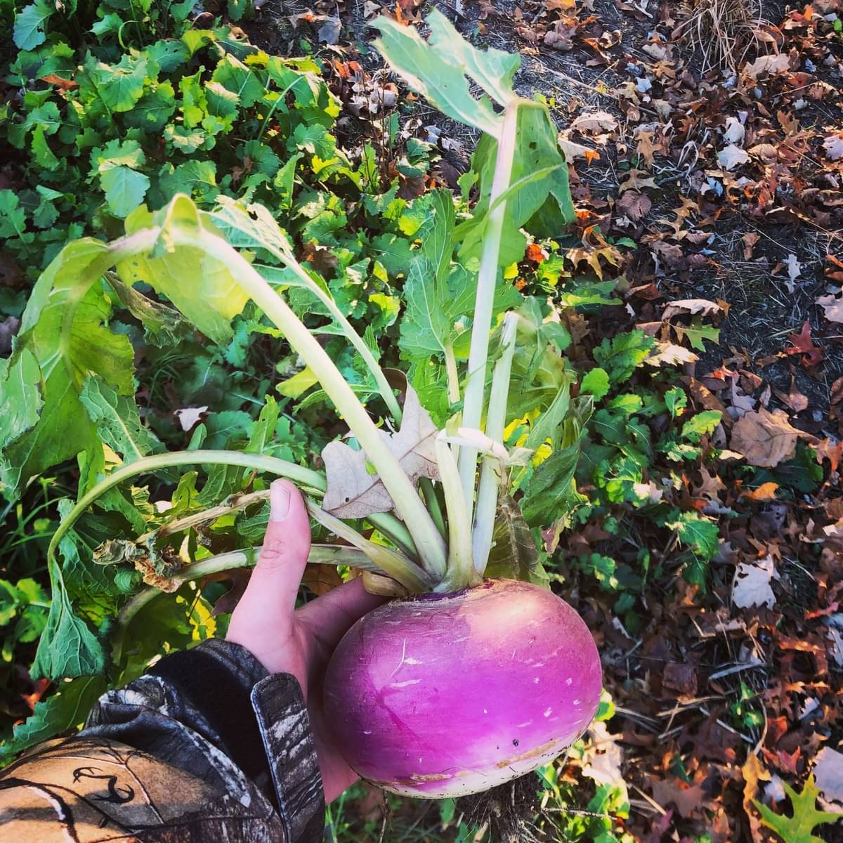     			Jignisha Seeds Hybrid Turnip Purple Top Vegetable ( 50 Seeds )