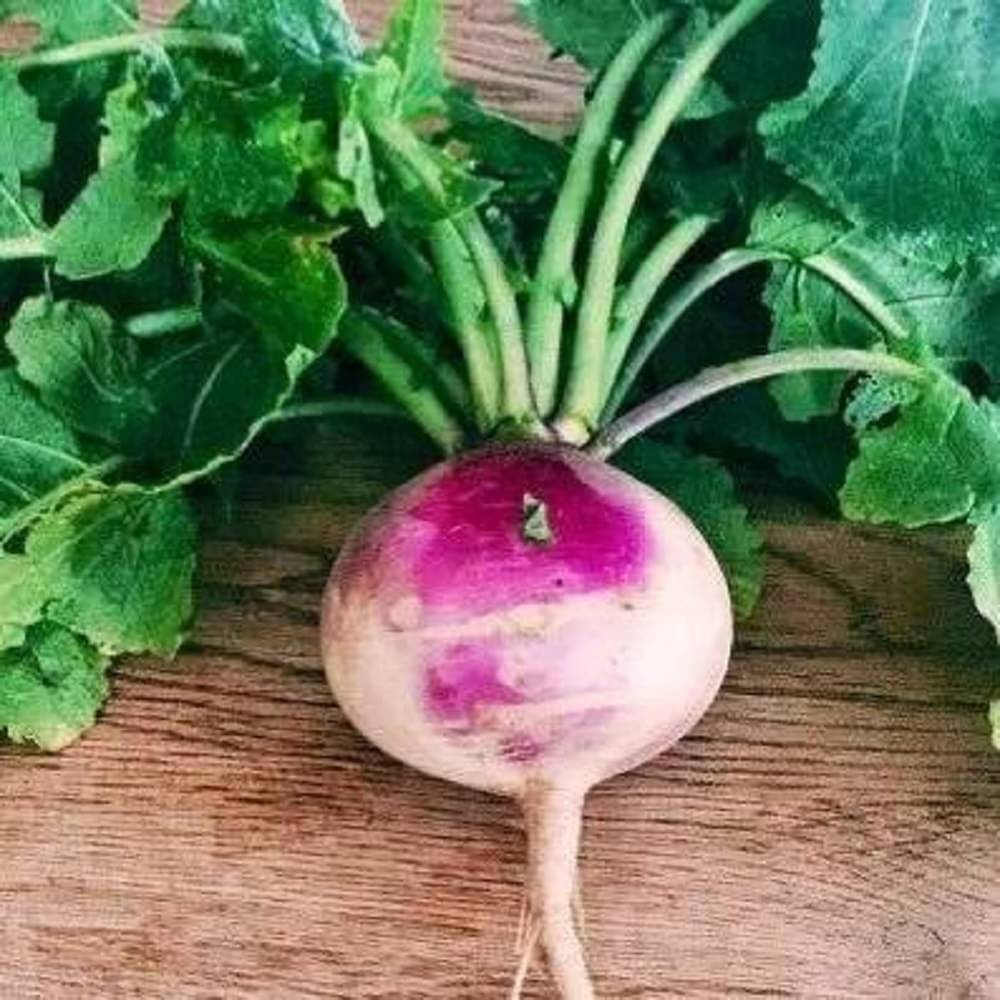 Jignisha Seeds Hybrid Turnip Purple Top Vegetable ( 50 Seeds )     			Jignisha Seeds Hybrid Turnip Purple Top Vegetable ( 50 Seeds )