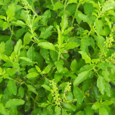 Jignisha Seeds Tulsi (Holy Basil) Herb ( 100 Seeds ) Jignisha Seeds Tulsi (Holy Basil) Herb ( 100 Seeds )