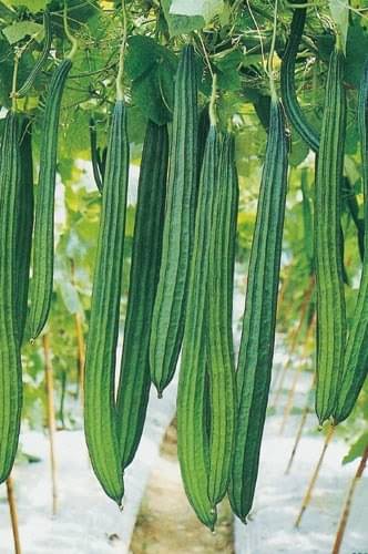 LiveNature Ridge Gourd (Toree) Vegetable ( 50 Seeds ) LiveNature Ridge Gourd (Toree) Vegetable ( 50 Seeds )