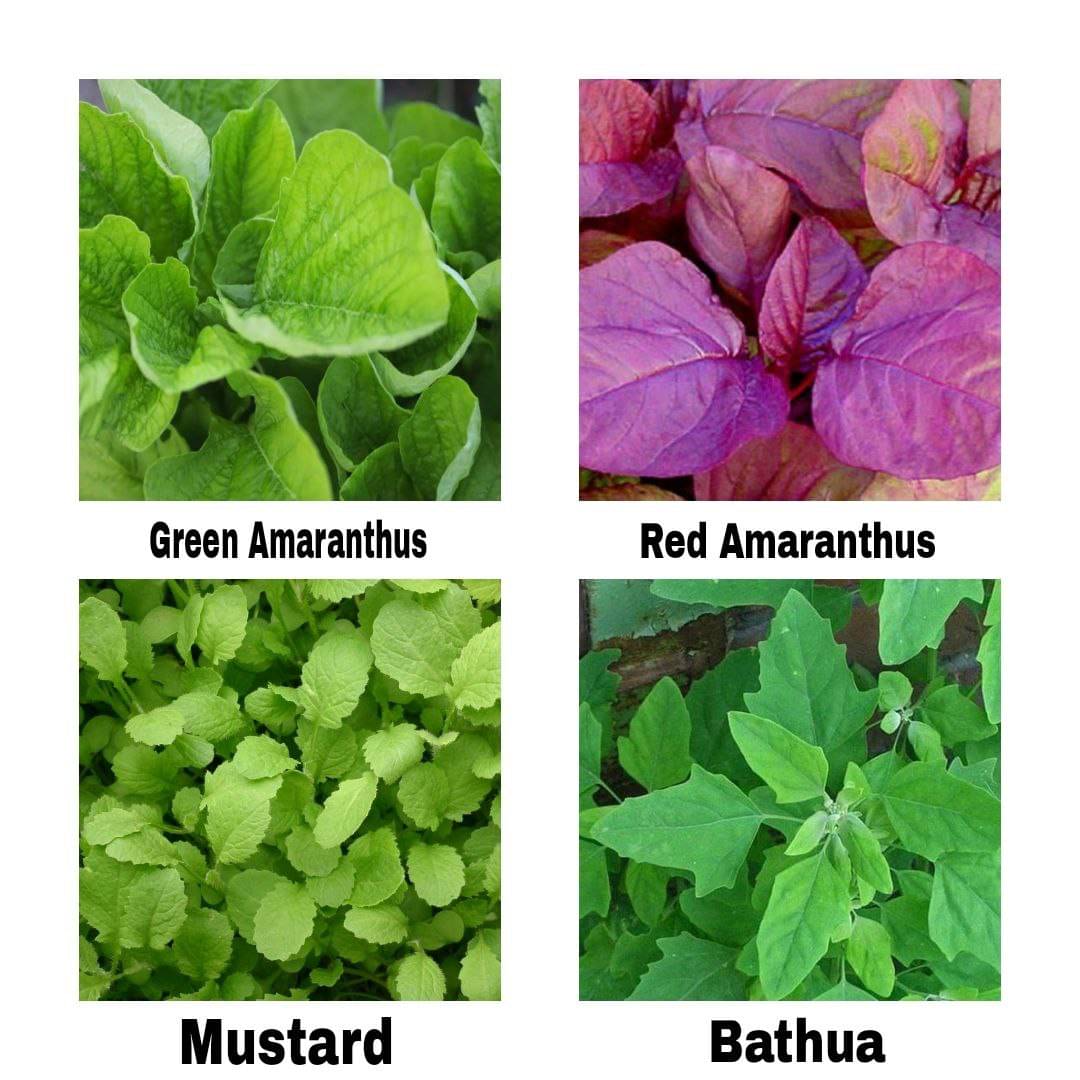     			Best Home Gardening Premium Leafy 700 Seeds