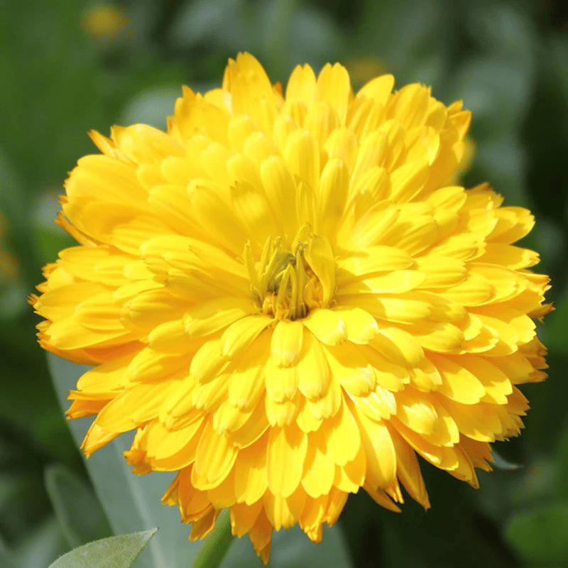     			Vedhahi Calendula Flower ( 50 Seeds )