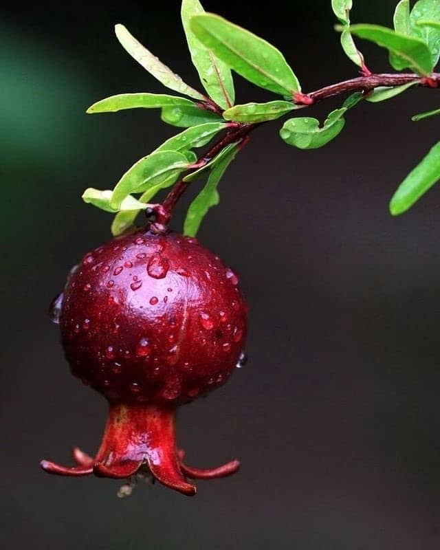 Cloud Farm Outdoor Fruit Plant ( Pack of 1 )