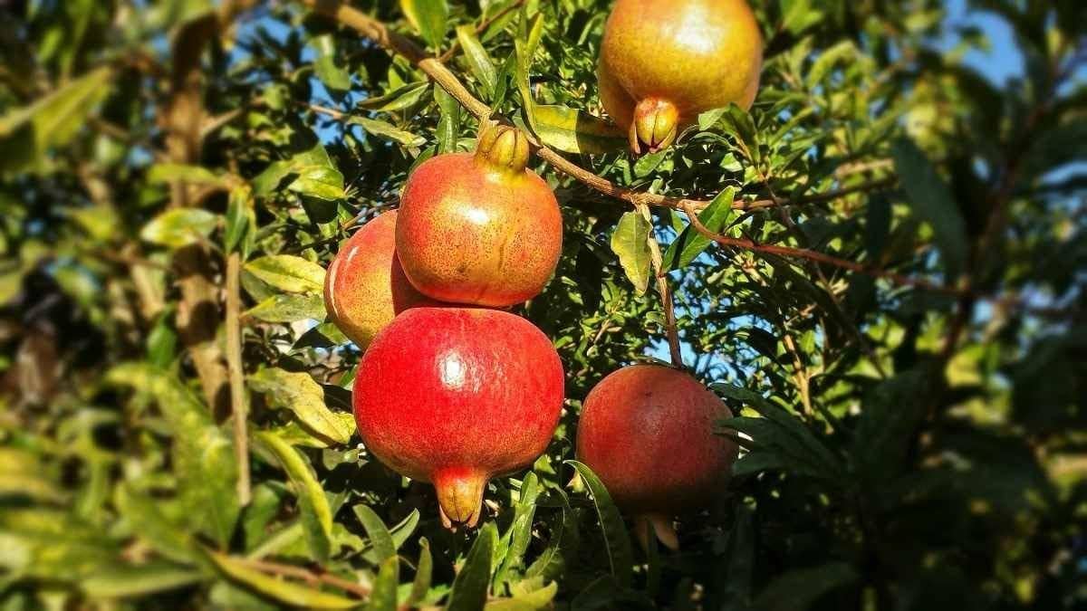 Cloud Farm Outdoor Fruit Plant ( Pack of 1 )