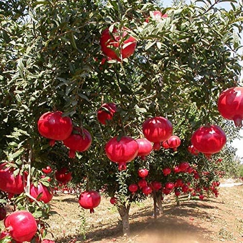 Cloud Farm Outdoor Fruit Plant ( Pack of 1 )